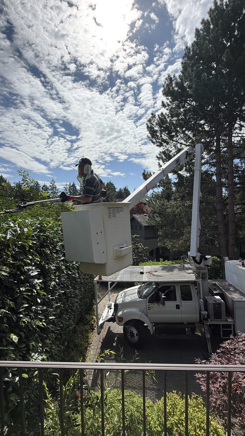 Hedge trimming service for a tall privacy hedge in Richmond