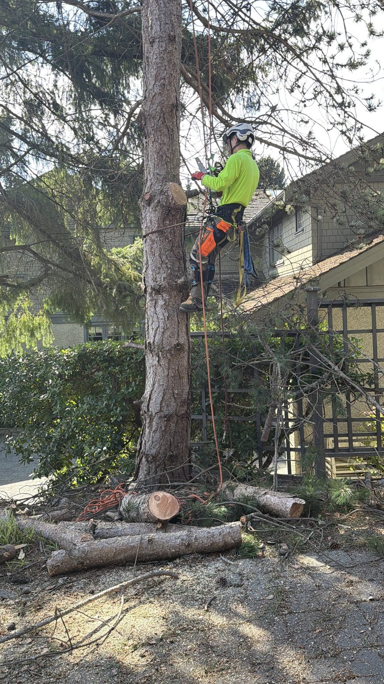 Tree removal work beside a Richmond home