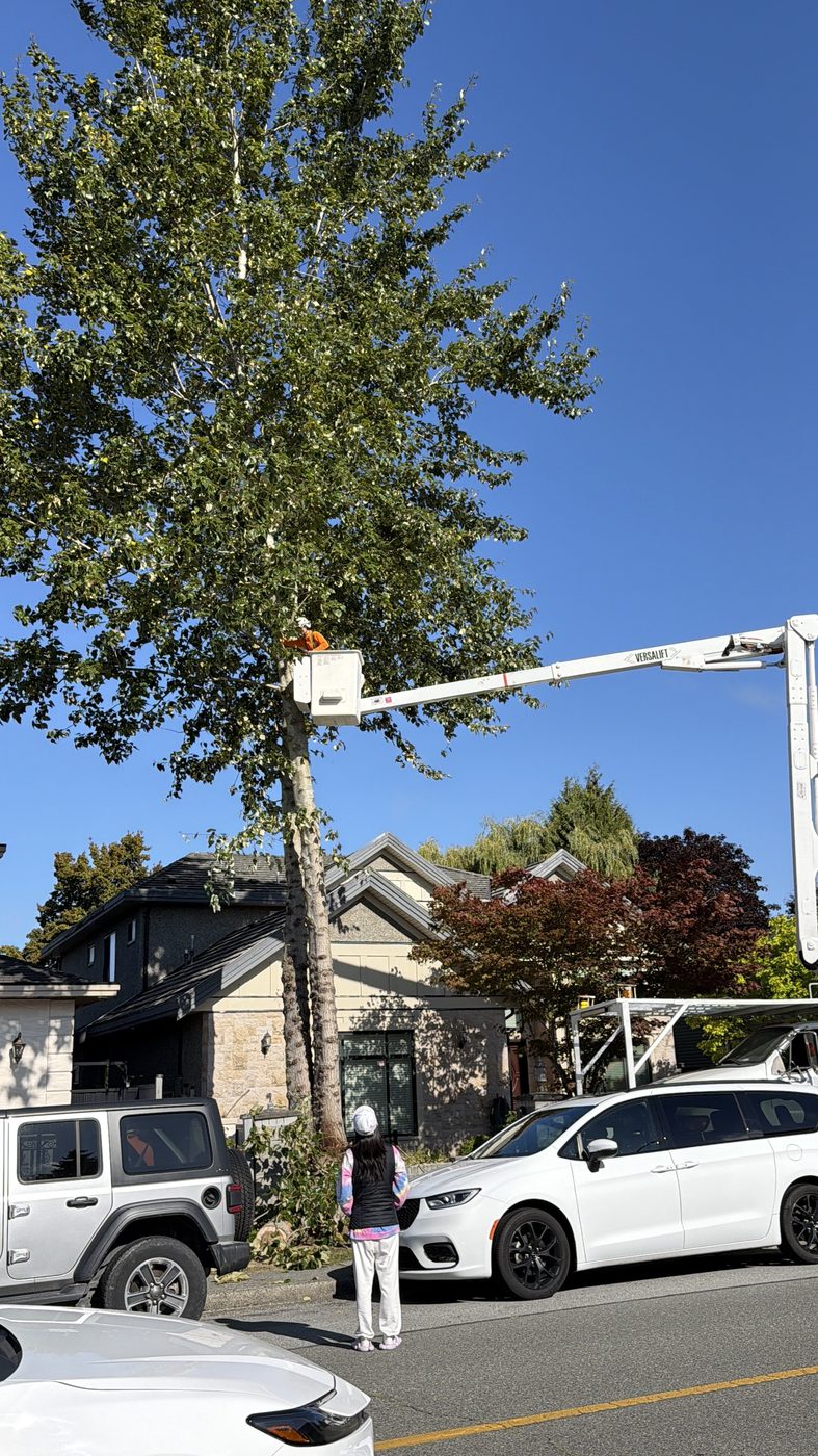 Commercial and strata tree service work in Richmond